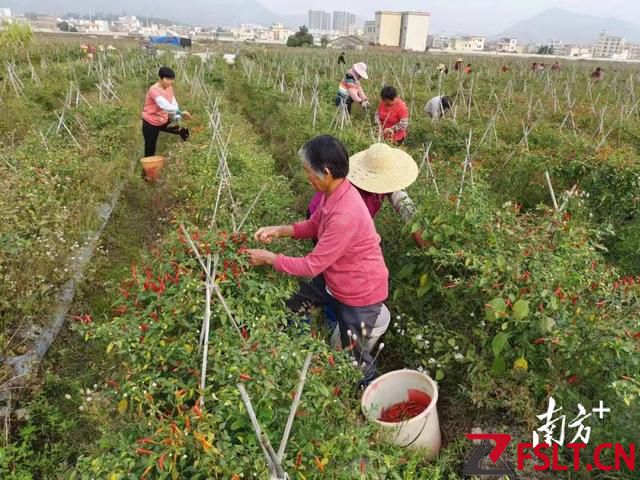 解決“椒”慮！佛山駐天堂鎮(zhèn)幫扶工作隊(duì)為當(dāng)?shù)乩苯吠劁N路